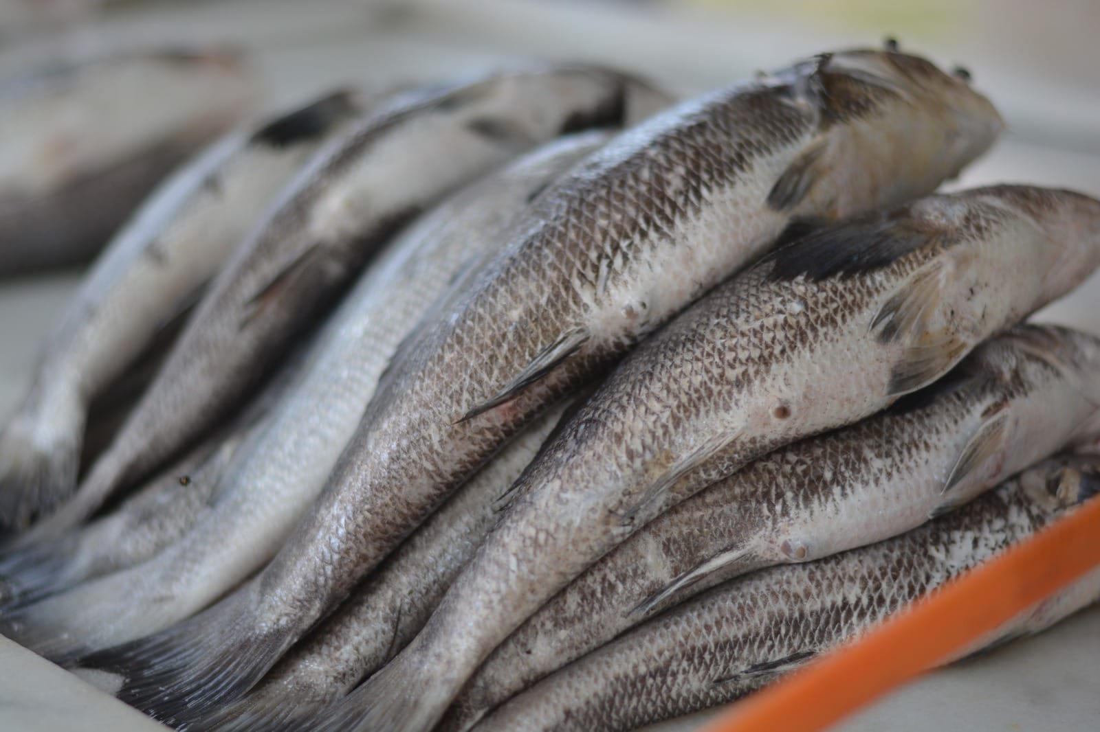 ​Feira do Peixe acontece em diversos pontos da cidade